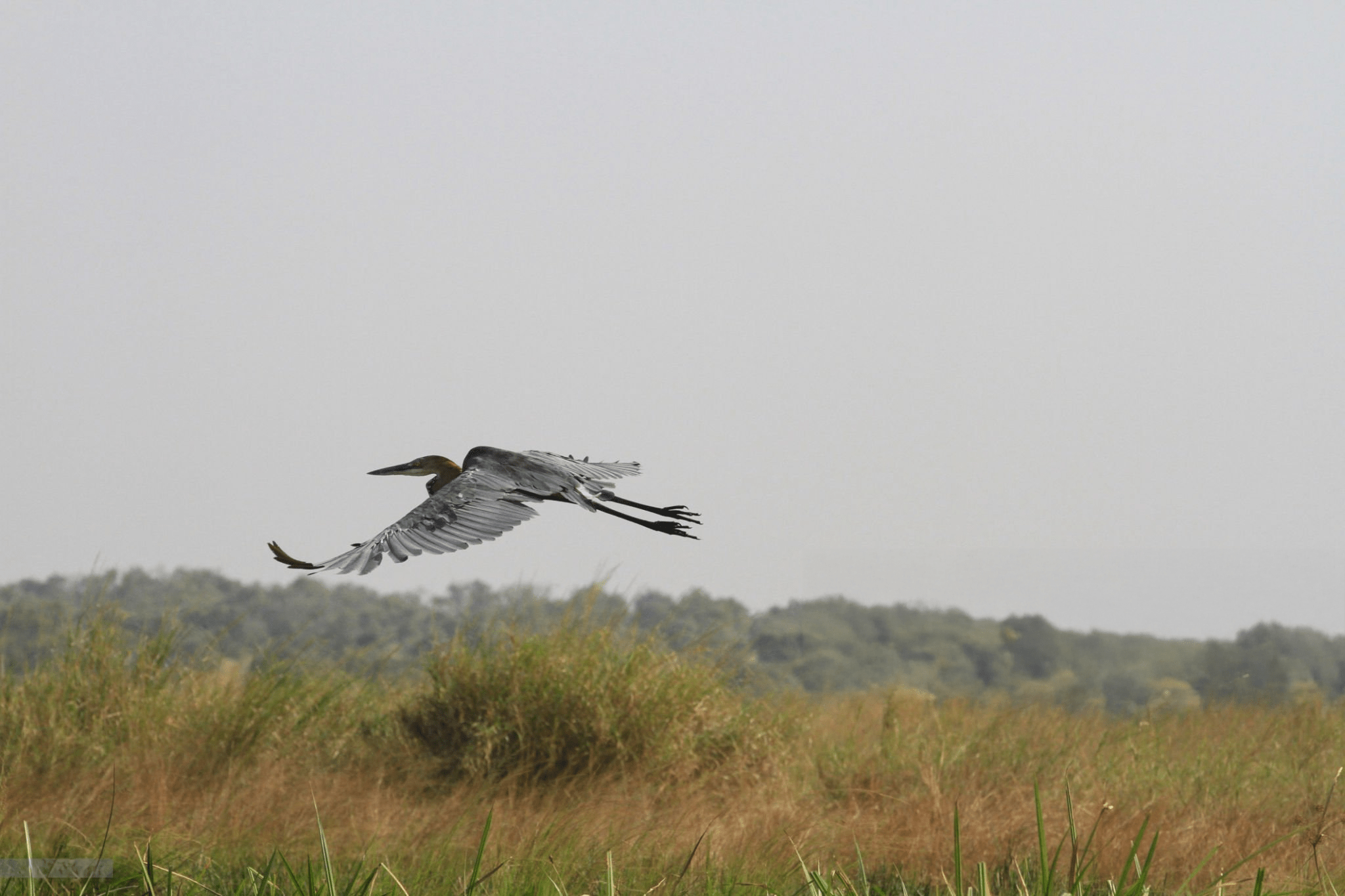 a bird flying over a field